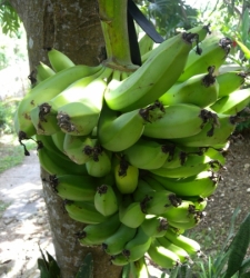Banany w ogrodzie