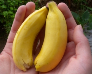 Krok 2: ile potrzebuję mini-bananów? 