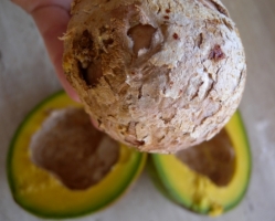 Nasionko avocado prosto z owoca