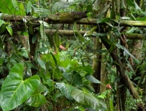 Wanilia - roślina z ogrodu botanicznego
