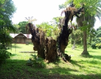 Drzewa tropikalne