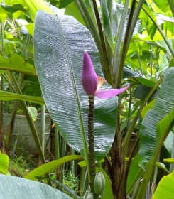 Bananowiec w środku lasu tropikalnego