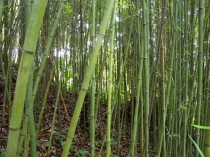 Bambus w lesie karaibskim