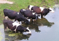 Krowy przy wodopoju pod Tomaszowem Maz.