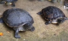 Żółwie w zoo masowo