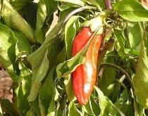 Ekologiczna hodowla papryczki chilli w Turcji