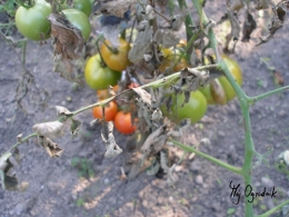 Coraz mniejsze owoce pomidora