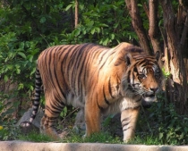 Tygrys w nienaturalnych warunkach