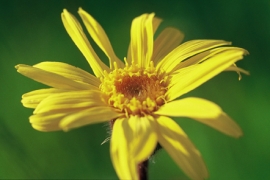 Kwiat arniki montana - do kosmetyków biodynamicznych