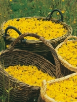 Zbiór kwiatów arniki - WELEDA