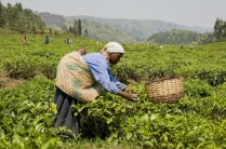 Co wiemy o Fair Trade?