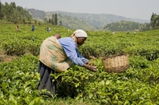  Łukasz Sokół – Imagine Photos- pole herbaciane spółdzielni Assopthe, Rwanda