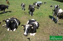 Piękne zdrowe krowy na pastwiskach