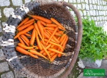Warzywa prosto od rolnika - luksus w Warszawie