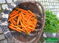 Warzywa z własnego ogródka: nierówna marchew