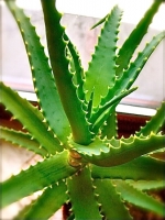 Aloes jako roślina doniczkowa