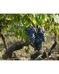 Winnice inwestują w wina organiczne na potęgę