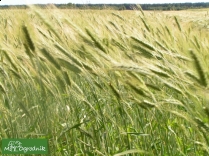 Bogate polskie rolnictwo ekologiczne