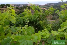 Winogrona z winnic Francji Południowej 