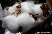 Jaka jest różnica między bawełną organiczną a bawelną bt? 