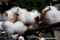 Jak wygląda bawełna organiczna? 