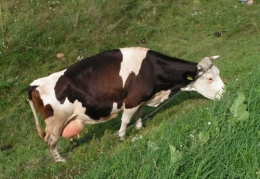 Krowa = producentka metanu