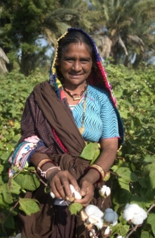 Uprawa baweêny certyfikowanej Fairtrade, Indie, fot. Fairtrade Foundation, Simon Rawles