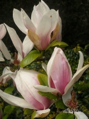 Magnolia soulengiana