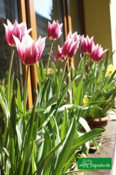 Podpędzone tulipany