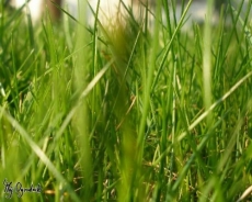 Na zielonej trawie na Polach Mokotowskich
