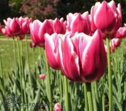 Piękne tulipany w Parku Saskim w Warszawie