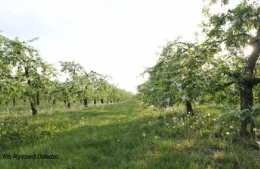 Sad jabłoni na Zachodnim Mazowszu