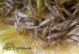 Nasiona - Echinops ritro