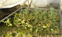 Sadzonki roślin w namiocie