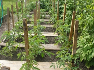Produkcja pomidorów w warzywniaku