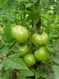 Pomidor  jeszcze zielony