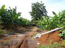 Plantacja bananów na Karaibach