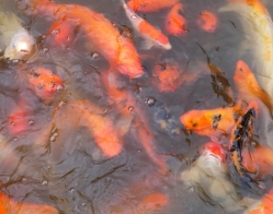 Ryby w ogrodzie japońskim. fot. K.Dulko
