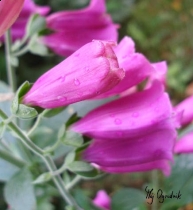 Kwiat naparstnicy purpurowej